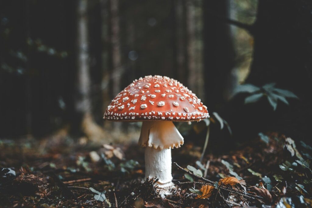 Red and white mushroom growing in forest