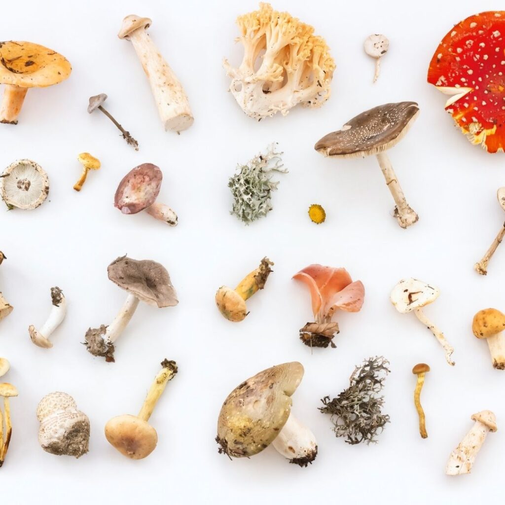 Variety of edible Mushrooms on White Background